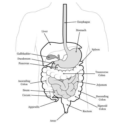 Abdominal Pain